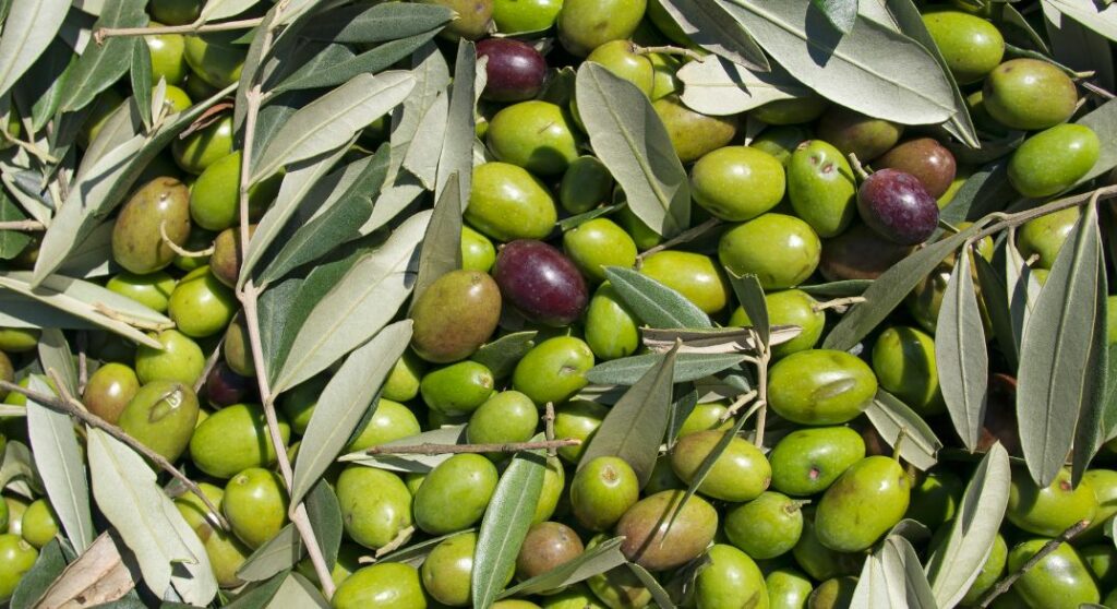 olive2